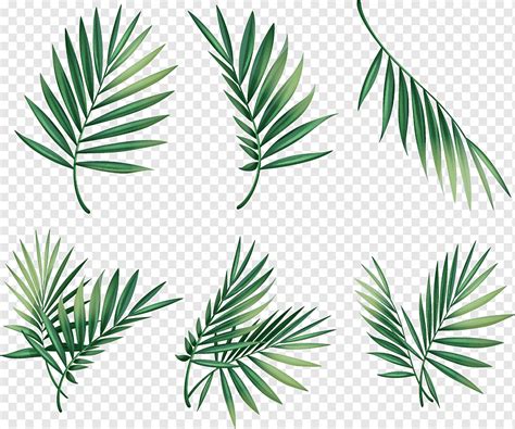 Folhas De Palmeira Tropicais Verdes Png Pngwing