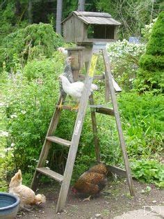 61 Hühner Ideen hühner hühner im garten hühnerzucht