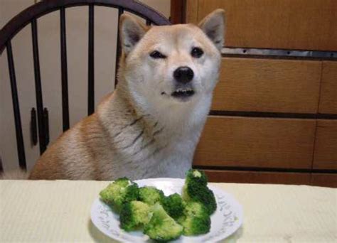 Can Dogs Eat Broccoli
