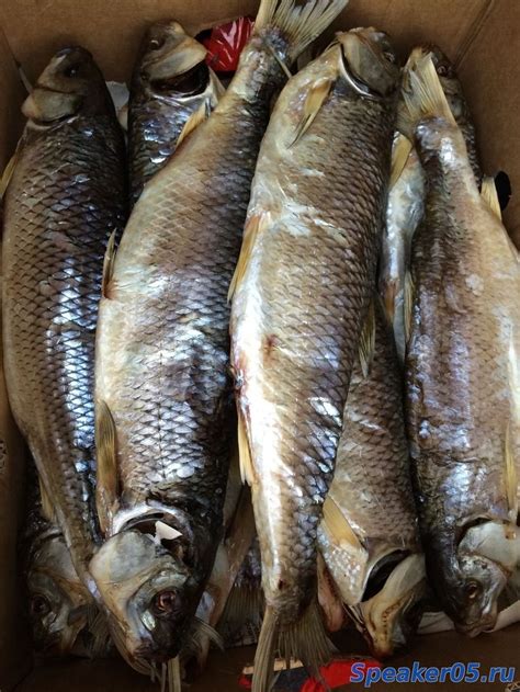 Дагестанская рыба (71 фото) - красивые фото и картинки pofoto.club