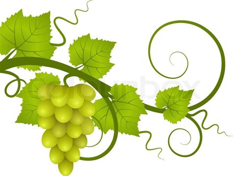 Grape Leaf Vector at Vectorified.com | Collection of Grape Leaf Vector free for personal use