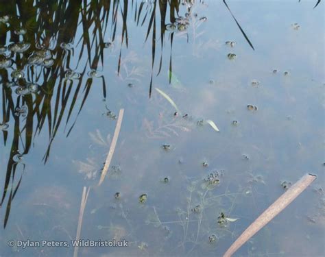 Curled Pondweed Potamogeton Crispus Species Wildbristoluk