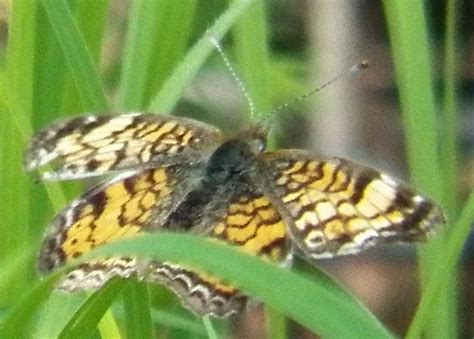 Phaon crescent - Phyciodes phaon - BugGuide.Net