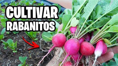 Como Cultivar Rabanitos Con Xito La Gu A Completa La Huerta De