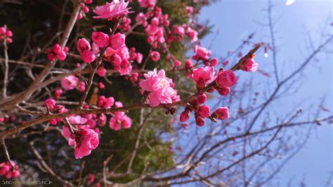 Cold Noodles and Hot Saké Japanese Spring Flowers that aren t cherry blossoms