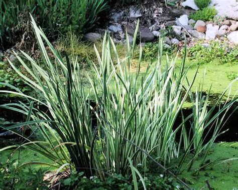 Растение Аир. Описание, уход и применение в ландшафтном дизайне