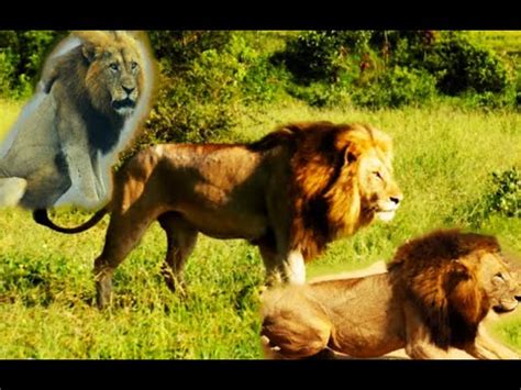 Male Lion Coalitions The South HUGE Male Lions And Their Territory