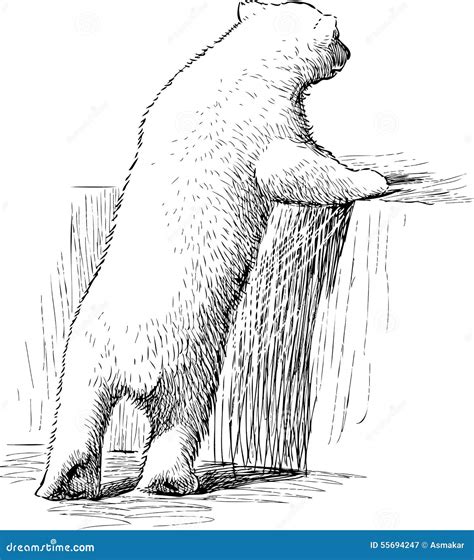 Orso bianco in uno zoo illustrazione vettoriale. Illustrazione di ...