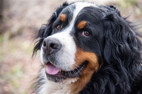 Bernese Mountain Dog | Great Pet Care