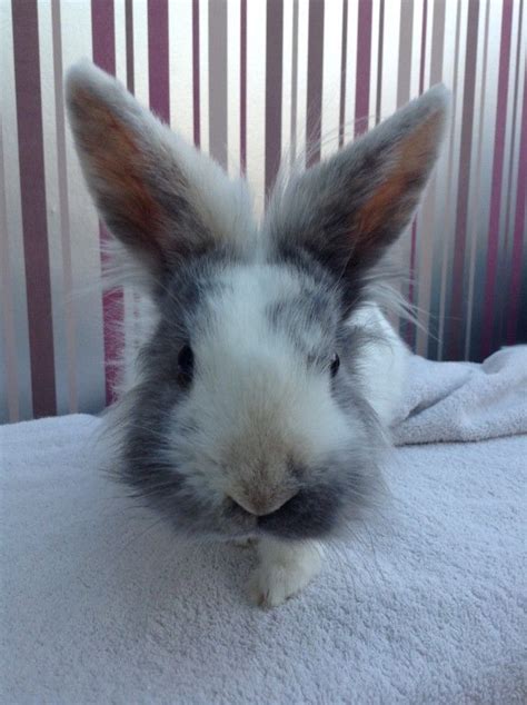 Bunny Takes A Step Toward The Camera April 9 2013 Daily Bunny Bunny