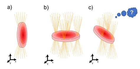 1 Schematic Depiction Of An Rbc In Its Folded Configuration In A