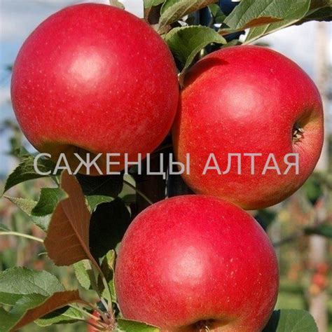 Яблоня"Баяна"