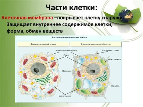 Строение клетки - online presentation