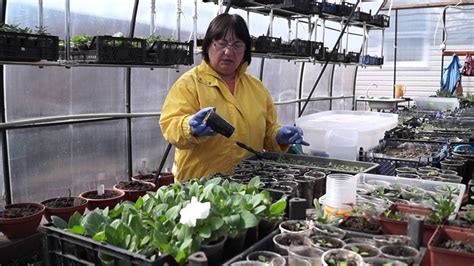 Петуния как вырастить из семян.Петуния, займёмся пикированием. - YouTube