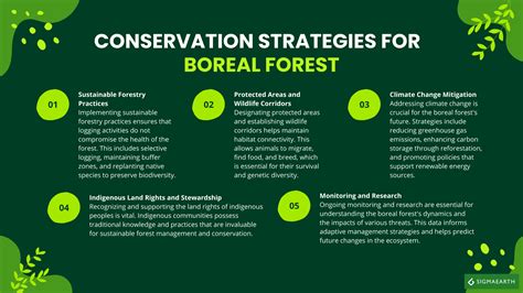 foret boreale exploration de la faune  de lecosysteme sigma earth