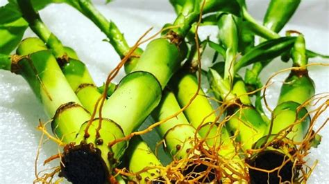 How To Repot Lucky Bamboo In Depth Guide