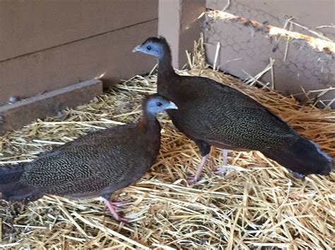 The Great Argus Pheasant | BackYard Chickens - Learn How to Raise Chickens