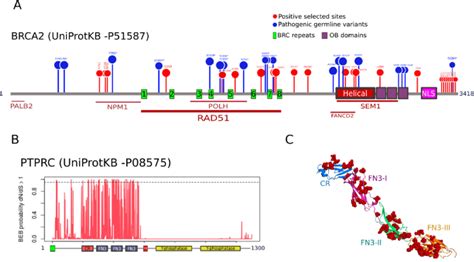 Positive selected sites in BRCA2 and PTPRC. (A) Mapping of positively ...