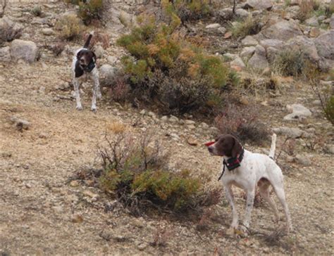 Arizona Quail Hunting with top quality bird dogs