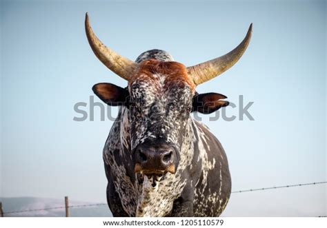 Close Nguni Bull South Africa Stock Photo 1205110579 Shutterstock