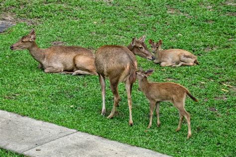 Where to find Malaysia’s urban wildlife in Kuala Lumpur - Land of Size