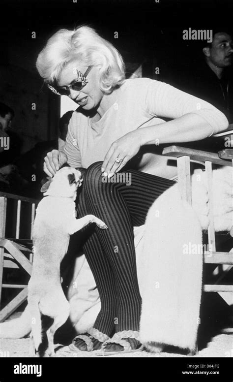 Jayne Mansfield Crash Dog