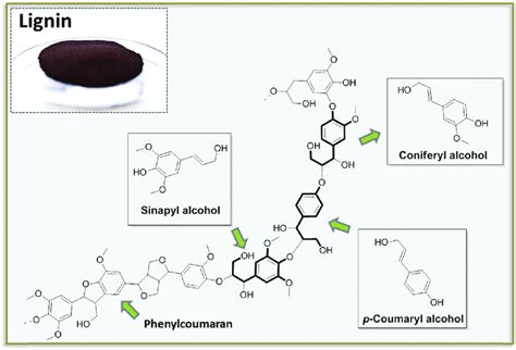 Schematic Representation Of Lignin And Its Constituting Building Blocks Download Scientific