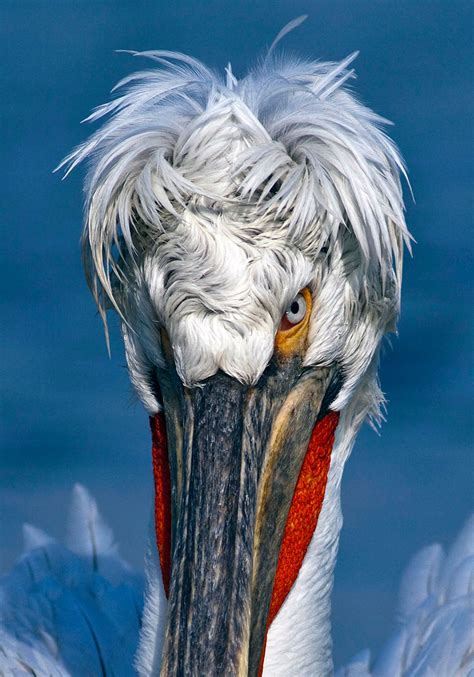 Dalmatian Pelican Project - Greenwings Wildlife Holidays