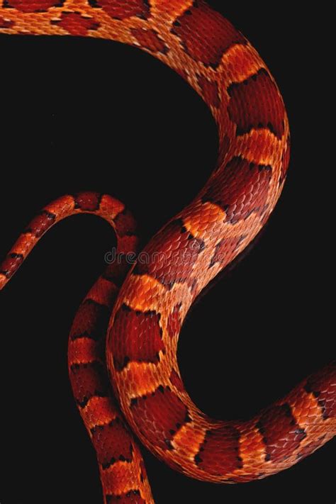 Amel Motley Corn Snake Stock Photo Image Of Black Figure 35168618