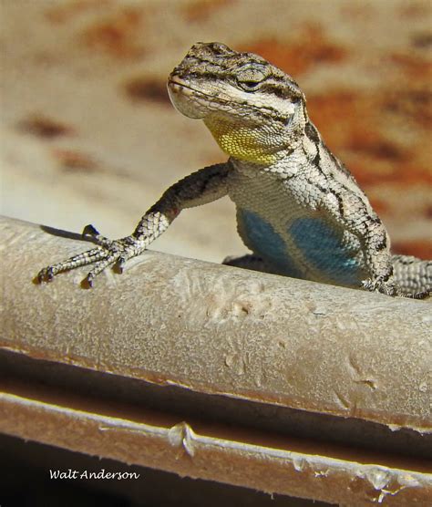 ornate tree lizard 4