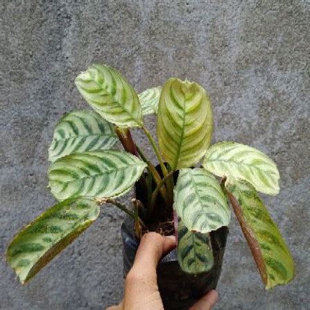 Jual Calathea Burle Mark Tanman Hias Calathea Calathea Sepat