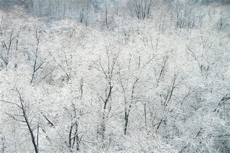 Aerial View Of Forest In Winter Day Naked Trees Covered Snow And Hoarfrost Stock Photo Image