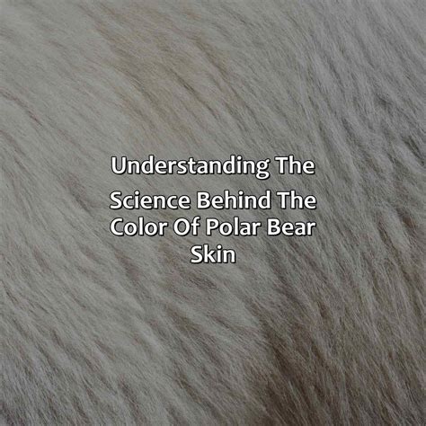 What Color Is Polar Bear Skin