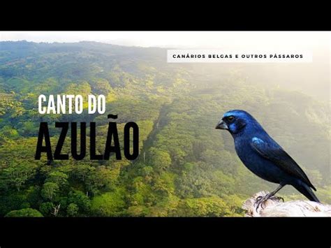 Canto Do Azul O Belo Canto Youtube