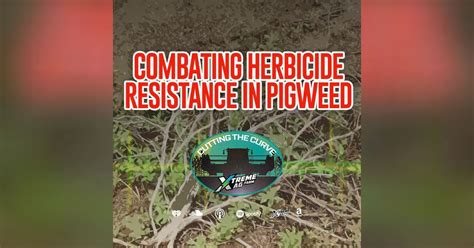 Strategies for Pigweed Control Amid Increased Herbicide Resistance | XtremeAg: Cutting The Curve ...