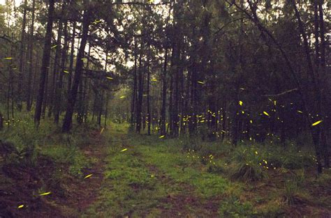 Conoce El Idílico Bosque De Las Luciérnagas En Tlaxcala Más De México