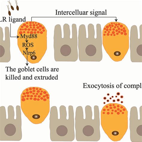 Inflammatory Factors Regulate Goblet Cell Secretion Cd4 Th Cells