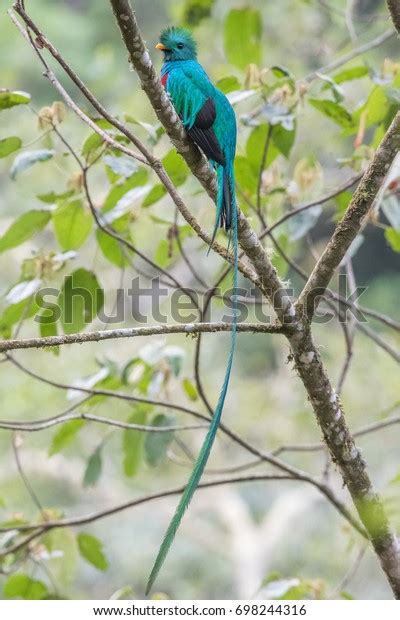 Flying Resplendent Quetzal Pharomachrus Mocinno Savegre Stock Photo ...