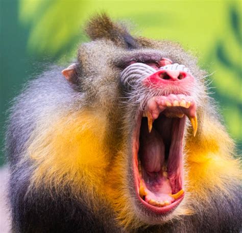 110+ Mandrill Teeth Stock Photos, Pictures & Royalty-Free Images - iStock