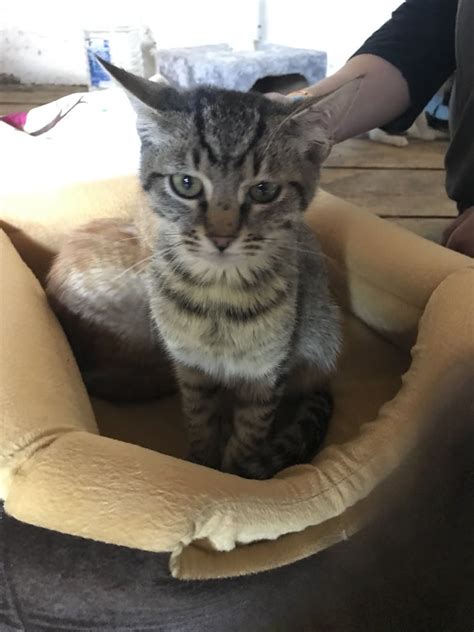 Cucko – Streunerglück e.V.