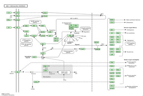 Kegg Pathway Hif 1 Signaling Pathway Homo Sapiens Human