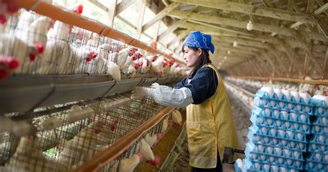 Poultry Farmers Can Increase Their Profitability By Following These