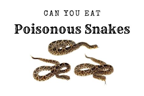 Can You Eat Poisonous Snakes?