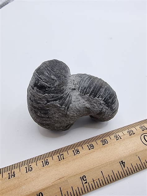 Double Devil's Toenail