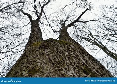 Naked Tree Branches Against The Cloudy Sky Background Stock Image Image Of Health Park