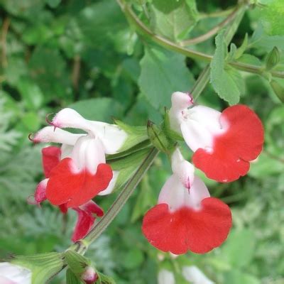Salvia Hot Lips Guildford Garden Centre