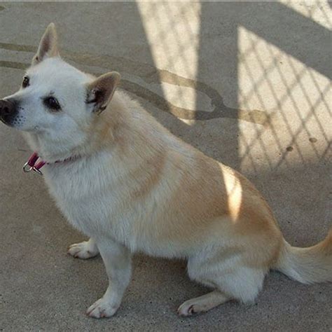 schipperke cream schipperke corgi long hoodie