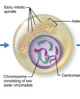 Interphase Cell And Events Of Cell Division Flashcards Quizlet