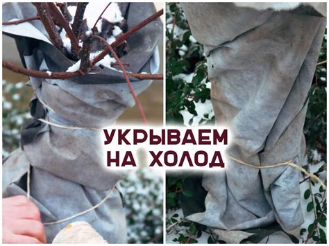Какие растения стоит укрыть от сильных морозов и, как это лучше сделать