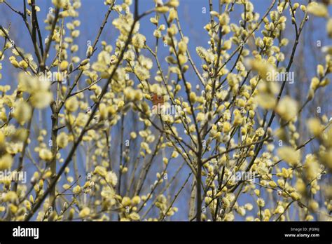 Salix Caprea Pussy Willow Stock Photo Alamy